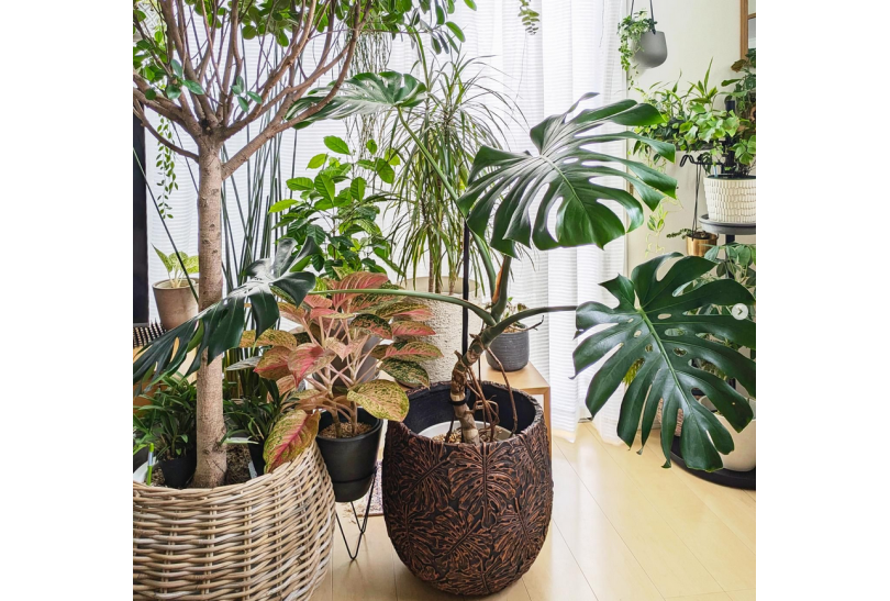 5 Plantas Ideales para el Interior de Casa este Verano 2024